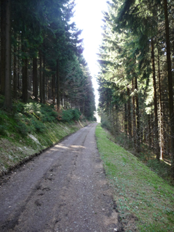 Schattiger-Waldweg